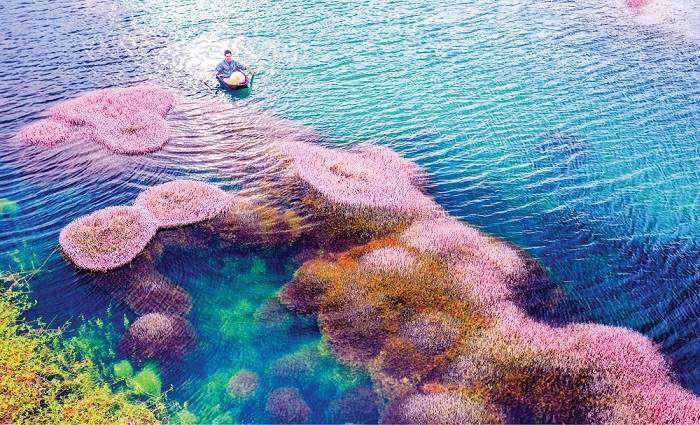 Hồ Tảo Hồng Bảo Lộc: Thiên Đường Giữa Chốn Hoang Sơ
