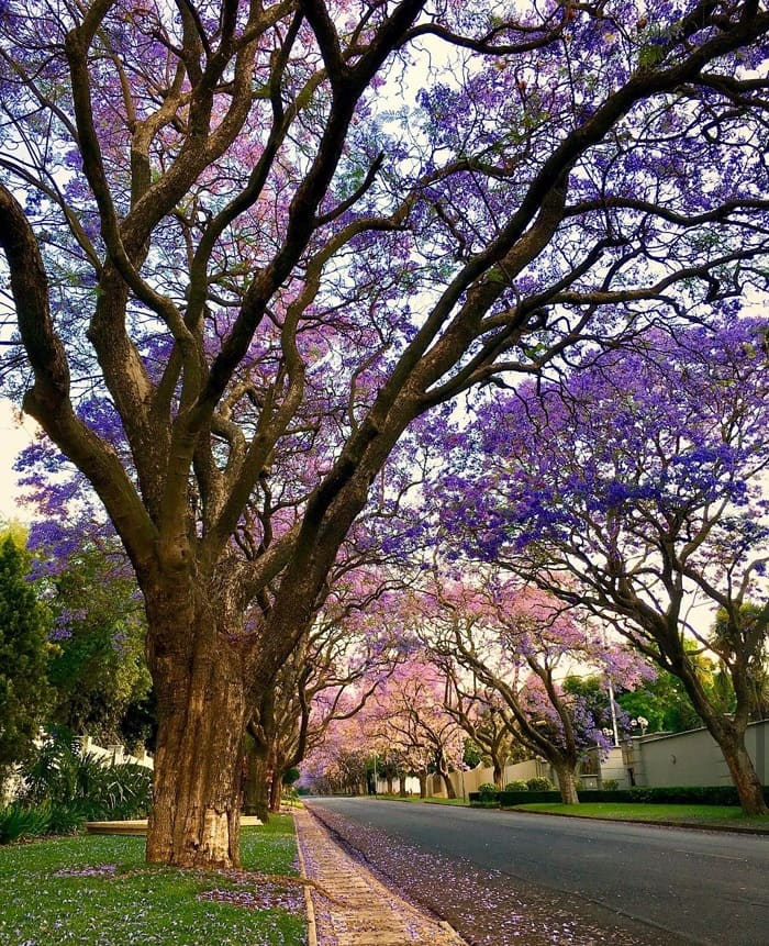 72h khám phá thành phố Johannesburg Nam Phi