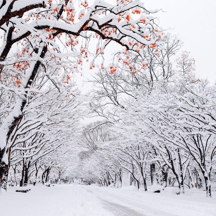 Những điều cần biết khi đi du lịch mùa đông Hàn Quốc