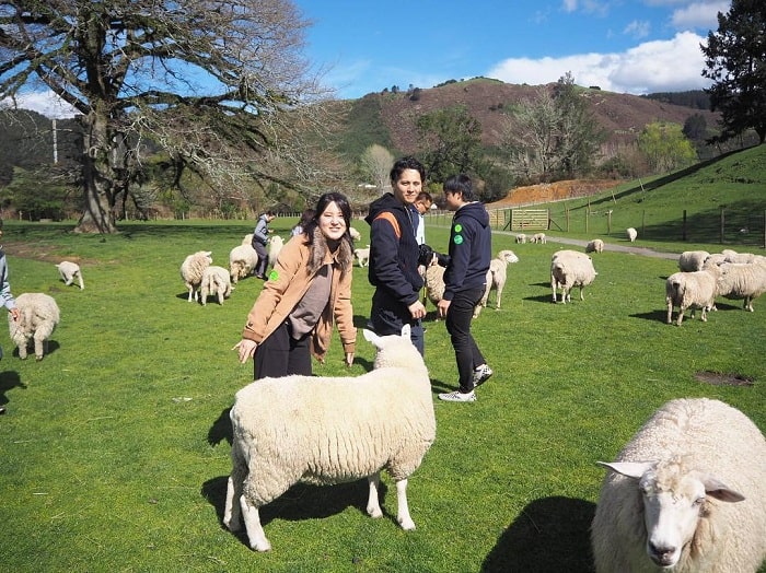 Gợi ý lịch trình các địa điểm du lịch đảo bắc New Zealand