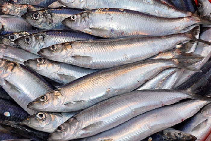 Nguyên liệu và quá trình chế biến món cá trích thối Thụy Điển