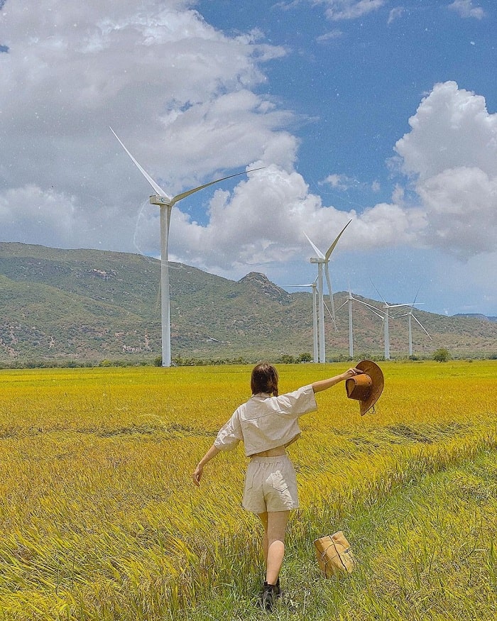 Explore the Dam Nai wind power field in the ripe rice season