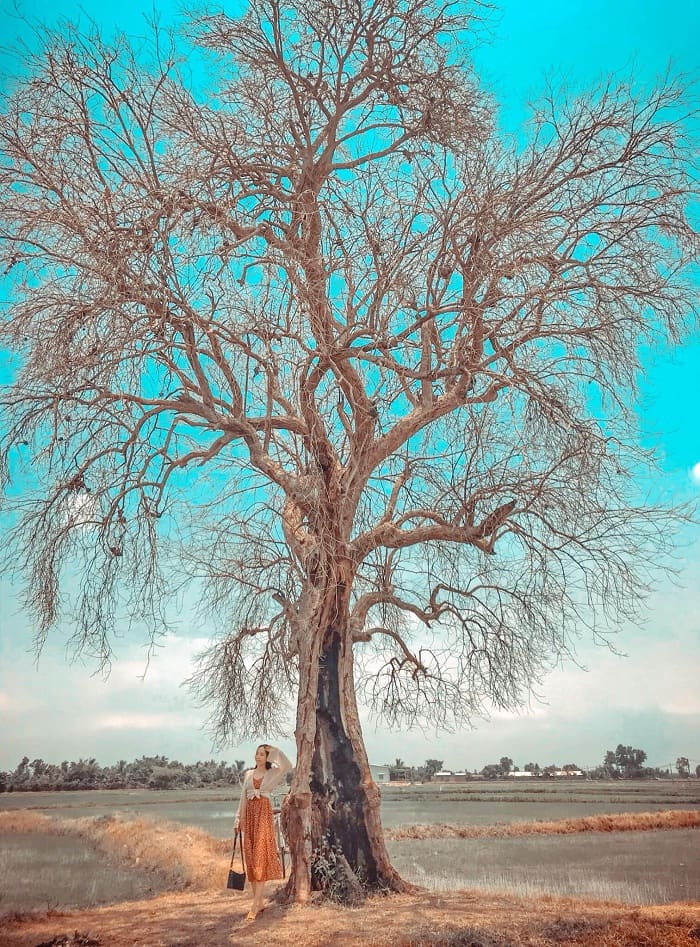 vẻ xơ xác, khẳng khiu của cây cô đơn ở Tây Ninh 