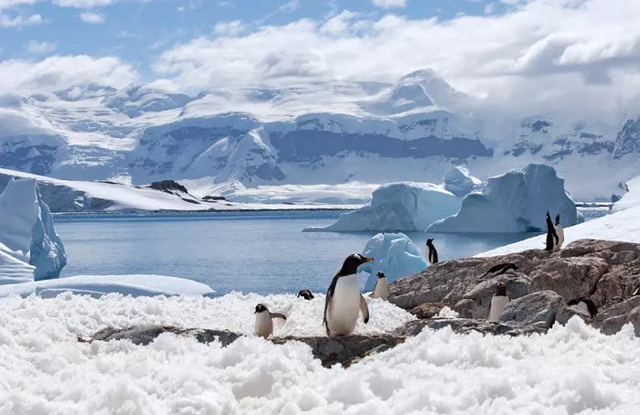 Thăm chim cánh cụt ở Nam Cực - Những trải nghiệm du lịch thay đổi cuộc đời