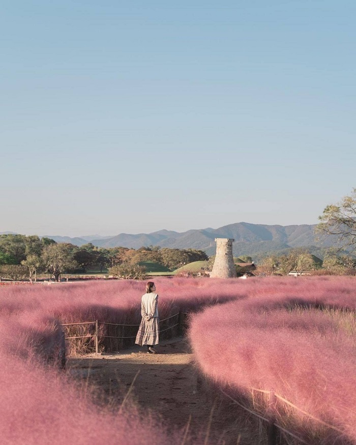điều nên làm ở Gyeongju - tham quan đồi cỏ hồng ở Cheomseongdae