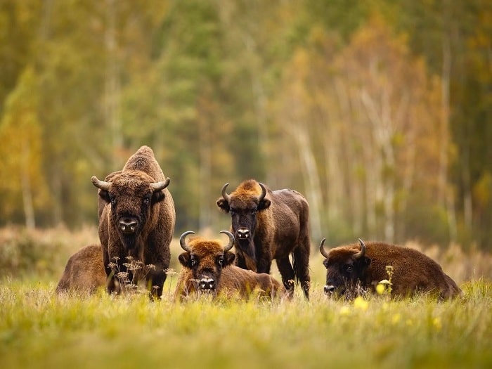Giống bò Bizon nổi tiếng tại rừng Bialowieza