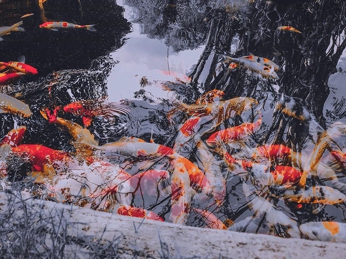 hồ cá - nét đẹp tại Thủy Hoa Viên Tây Ninh