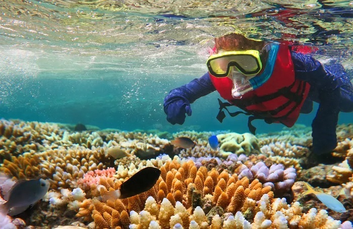 Lặn với ống thở ở Great Barrier Reef - Những trải nghiệm du lịch thay đổi cuộc đời
