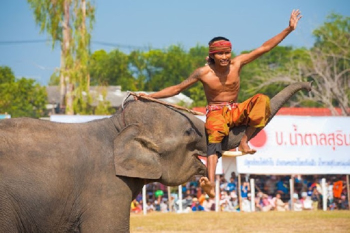 lễ hội cuối năm tại các nước châu Á - lễ hội voi Surin