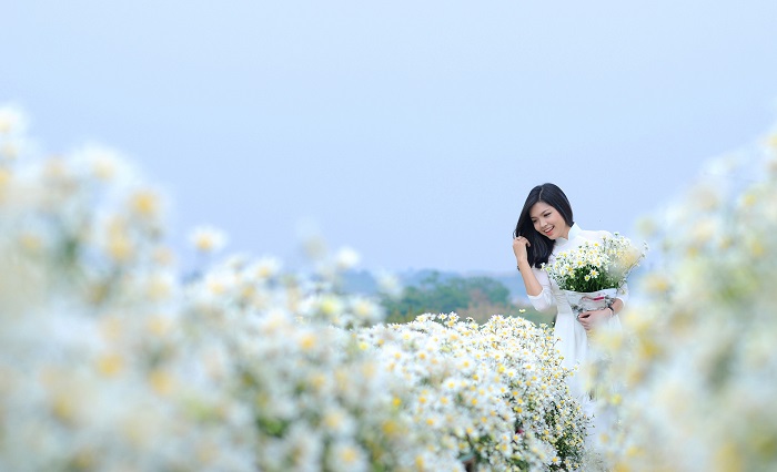 The chrysanthemum season in Thanh Hoa is only about 1 week away