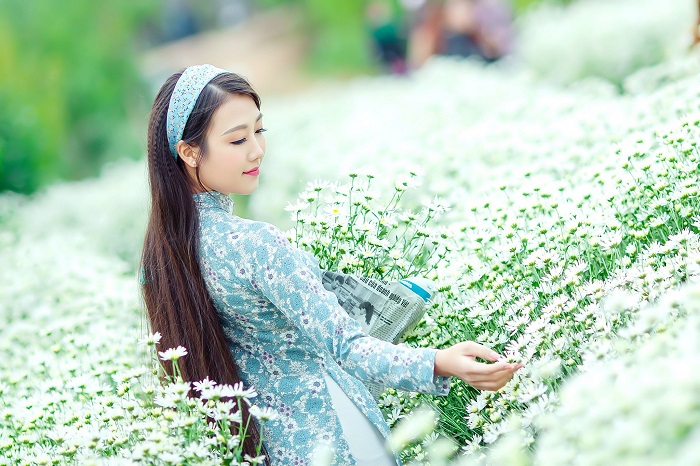 The pure chrysanthemum season of Thanh Hoa