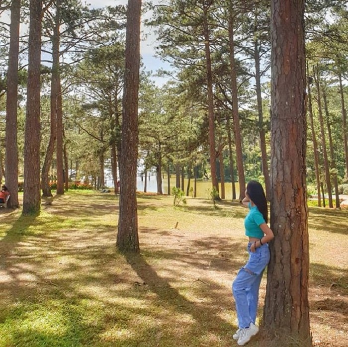 Beautiful pine forest in Dalat - photo stop by Than Tho Lake