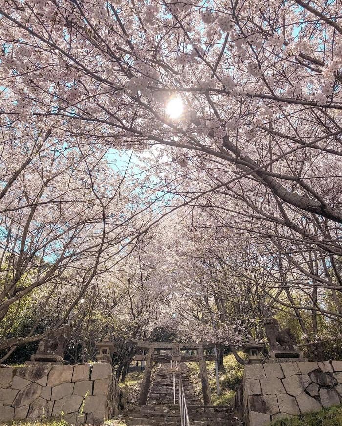 thị trấn đẹp ở Nhật Bản - ngắm hoa anh đào ở Kurashiki Okayama