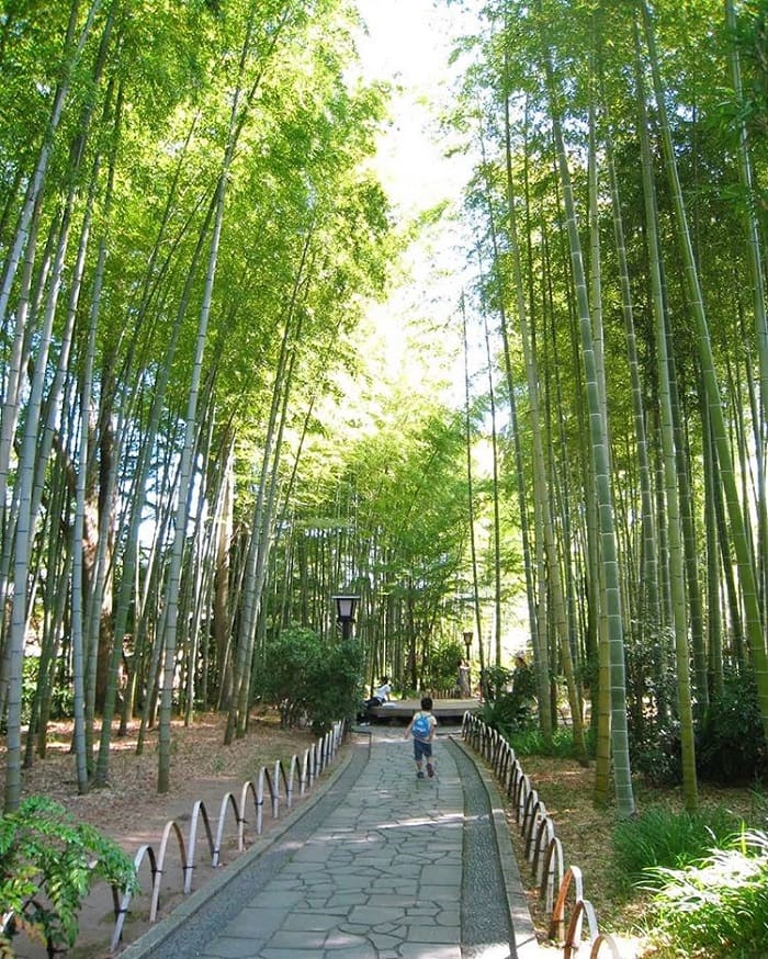 thị trấn đẹp ở Nhật Bản - thăm rừng tre ở Shuzenji Shizuoka