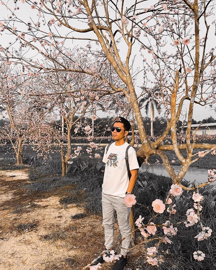 Peach blossom - the charm of Thuy Hoa Vien Tay Ninh