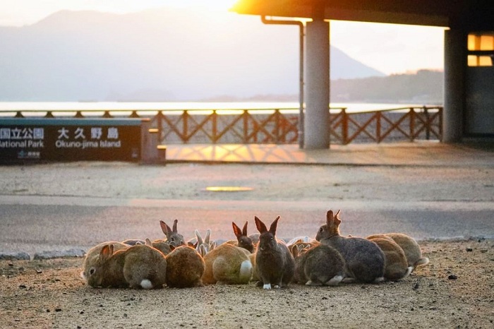 Giới thiệu đảo thỏ Okunoshima Nhật Bản 