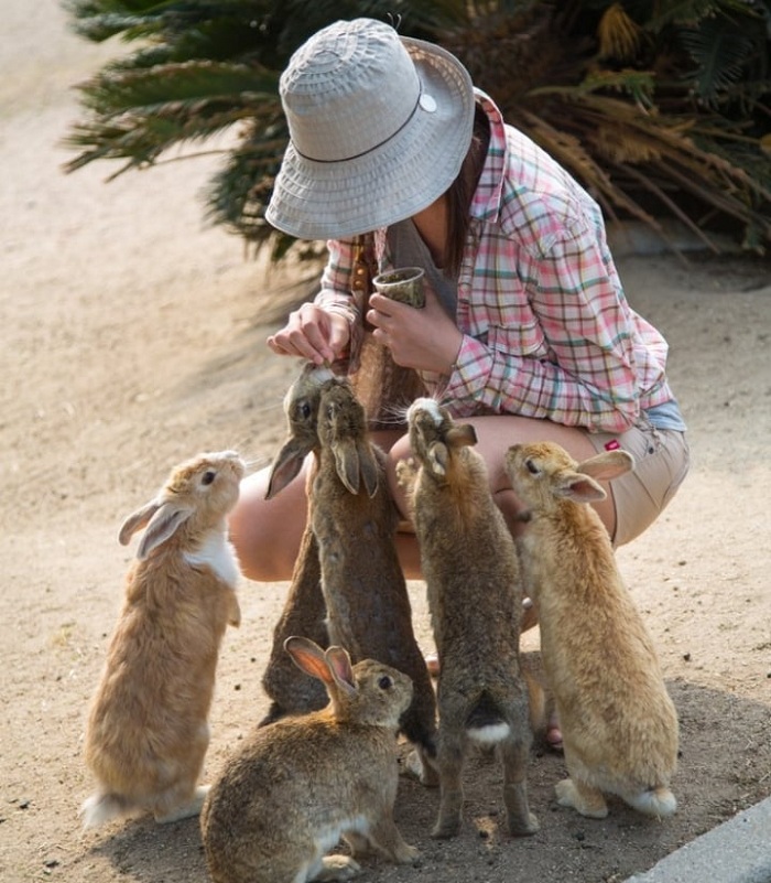 Sự đáng yêu của đảo thỏ Okunoshima Nhật Bản 