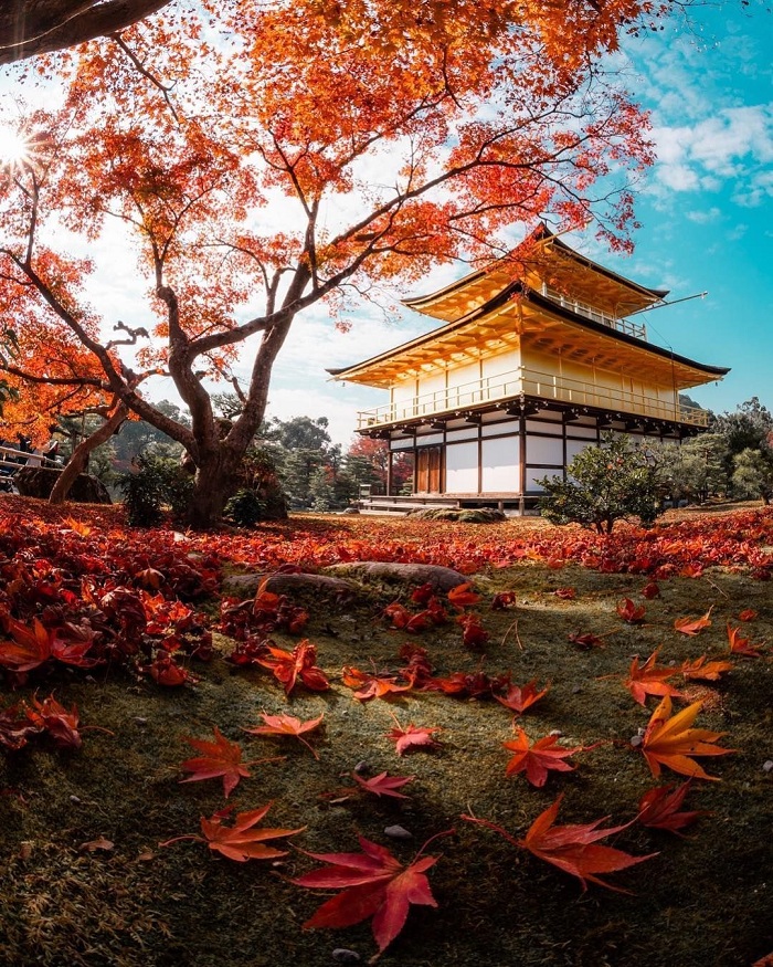 Vẻ đẹp của ngôi đền Kinkakuji Nhật Bản 