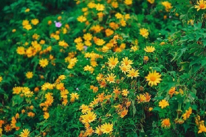 Gia Lai is a beautiful place to see wild sunflowers in the Central Highlands region