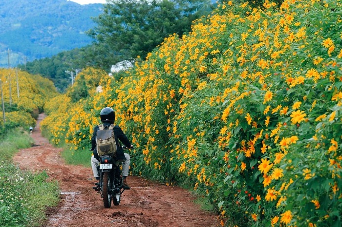 Da Lat is a beautiful place to see wild sunflowers that you cannot ignore