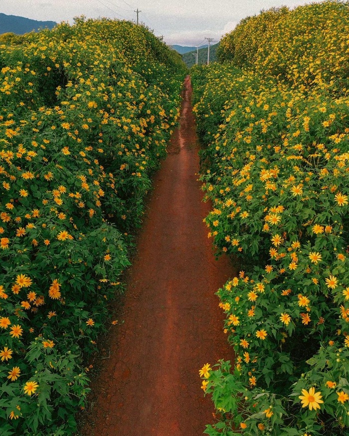 Da Lat is a beautiful place to see wild sunflowers that you cannot ignore