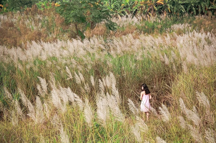 những cánh đồng cỏ lau đẹp ở Đà Nẵng