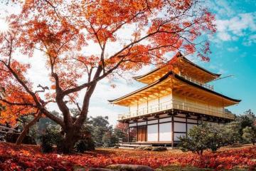 Đi thăm đền Kinkakuji Nhật Bản - ngôi đền dát vàng tuyệt đẹp bên hồ với '7749 góc check in' chất lừ