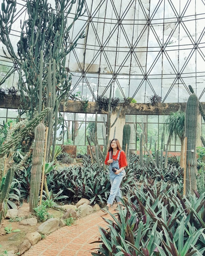 Ba Vi greenhouse is home to a beautiful virtual cactus garden