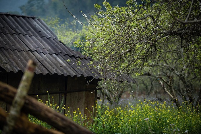 Pa Phách là bản làng đẹp của người Mông đẹp nên thơ