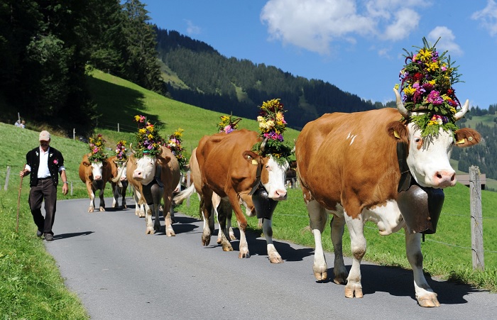 Những con bò sữa nổi tiếng ở Thụy Sĩ Phô mai Thụy Sĩ