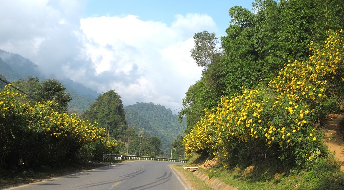 Tuyến đường từ Lai Châu đến Phong Thổ là điểm ngắm hoa dã quỳ ở Lai Châu đẹp
