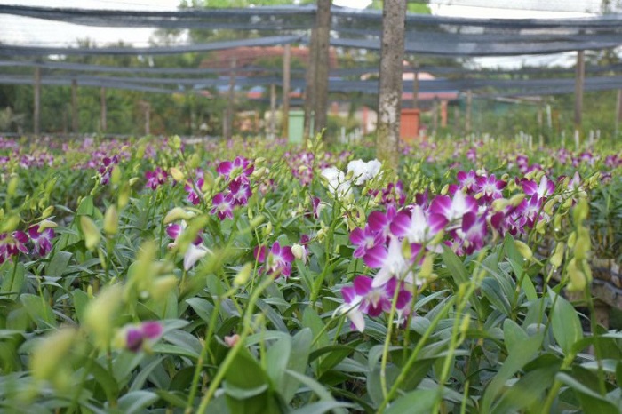 Vườn lan ở khu du lịch Điền Lan Thôn Trang 