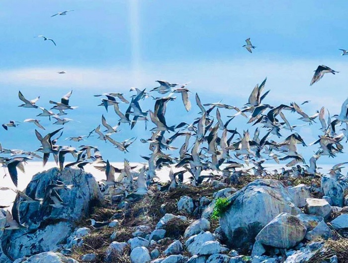 Khám phá vương quốc của các loài chim ở Hòn Trứng Côn Đảo 