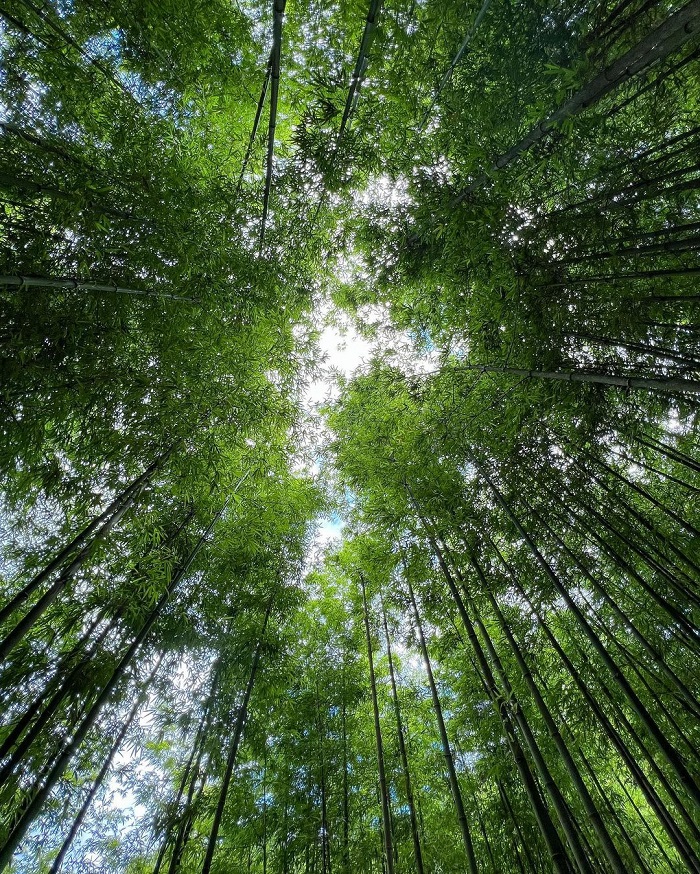Hình nền : rừng, thiên nhiên, chi nhánh, màu xanh lá, Tre, thực vật, Cây  gỗ, Cấu trúc bên ngoài, Thân cây, Người đàn ông làm đối tượng 1920x1080 -  voolkan -