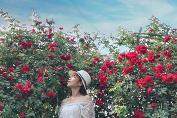 Lạc vào vườn hồng Nguyệt Điền Sơn La đẹp rực rỡ như một không gian cổ tích 