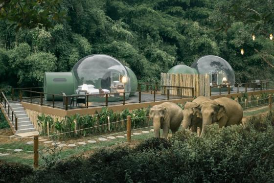 Nhà bong bóng Thái Lan và trải nghiệm ngủ cạnh voi trong rừng nhiệt đới