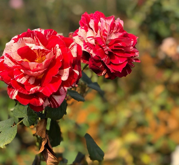 Vườn hồng Nguyệt Điền Sơn La đẹp tựa cổ tích
