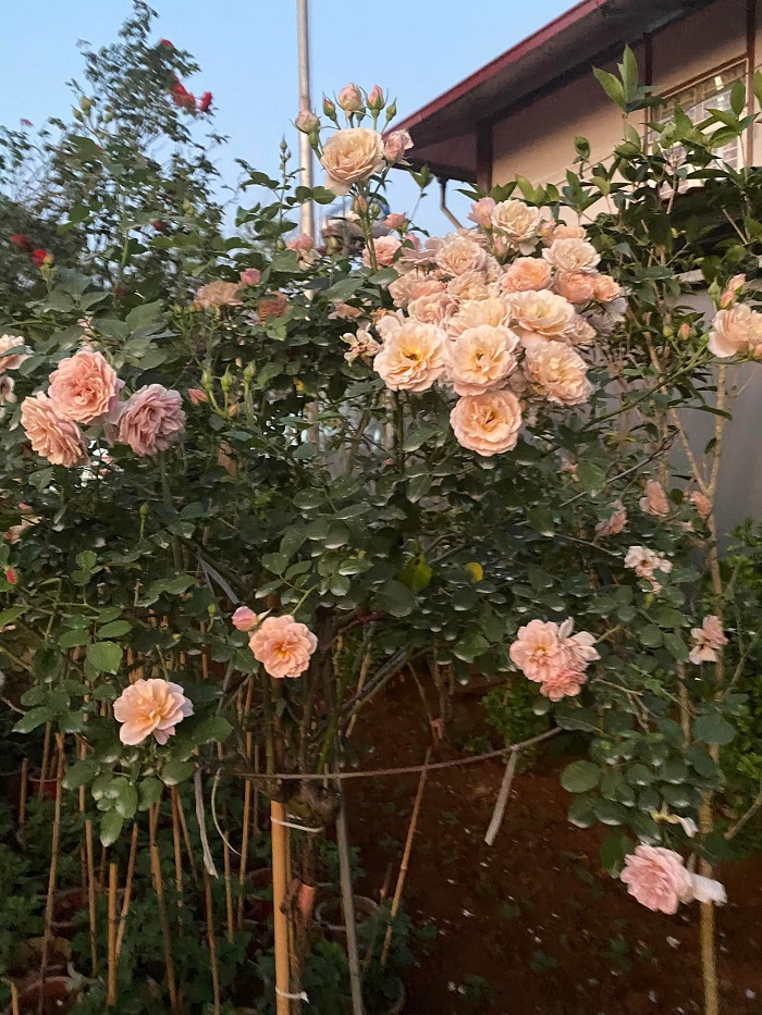 Vườn hồng Nguyệt Điền Sơn La ở địa điểm nào?