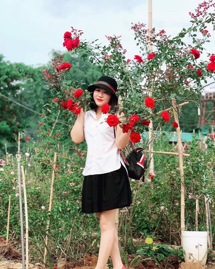 Vườn hồng Nguyệt Điền Sơn La trồng nhiều loại hoa hồng