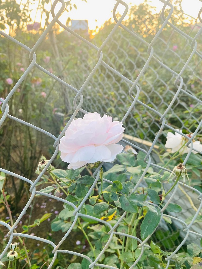 Vườn hồng Nguyệt Điền Sơn La trồng nhiều loại hoa hồng