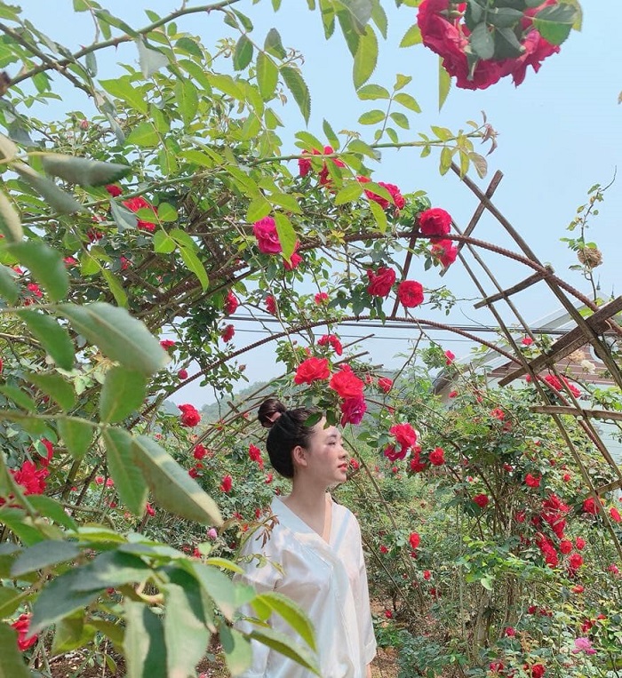 Vẻ đẹp của vườn hồng Nguyệt Điền Sơn La