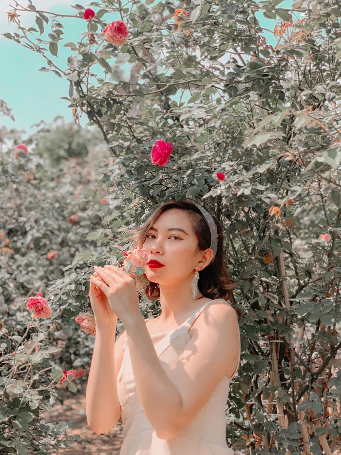 Thả dáng xinh đẹp ở vườn hồng Nguyệt Điền Sơn La