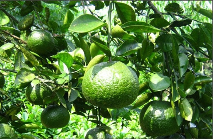 Bac Giang specialty as a gift - Bo Ha oranges