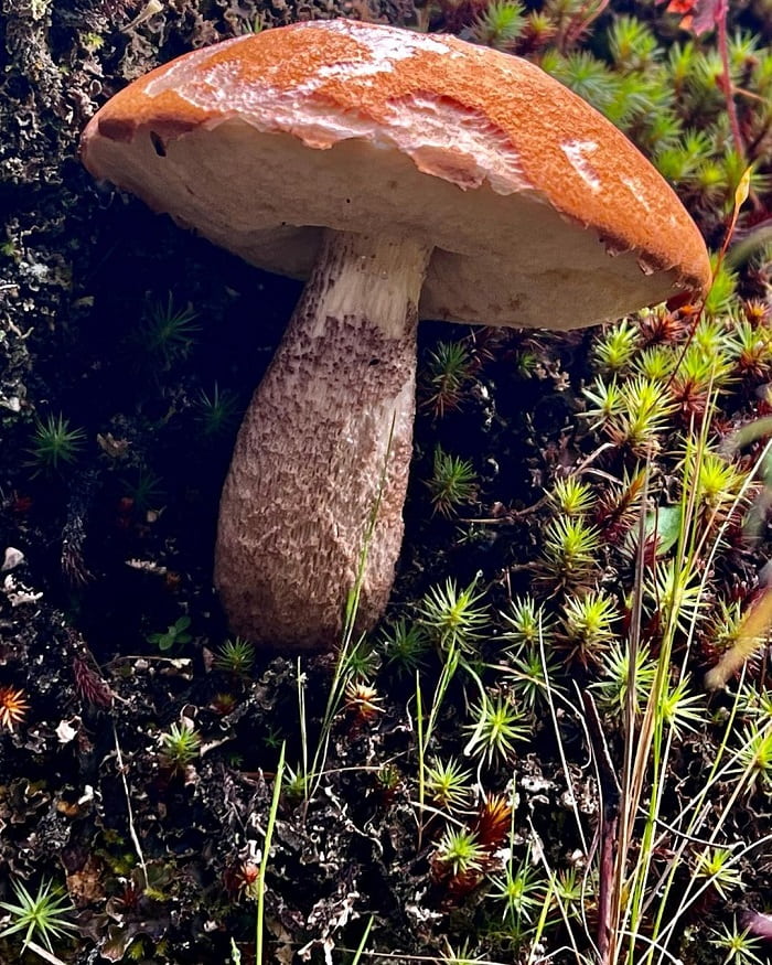 Leo núi ở vườn quốc gia Chirripo Costa Rica 