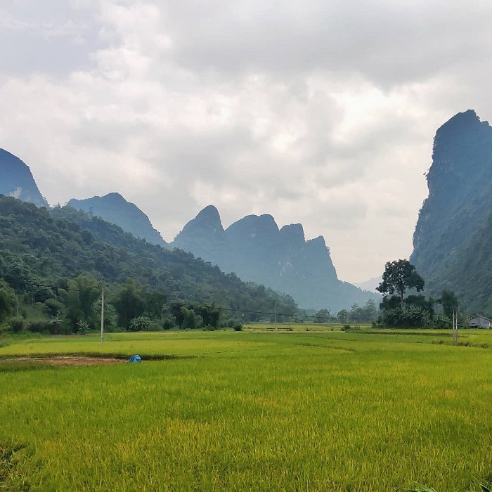 Explore Ta Lung Cao Bang to see the green rice fields