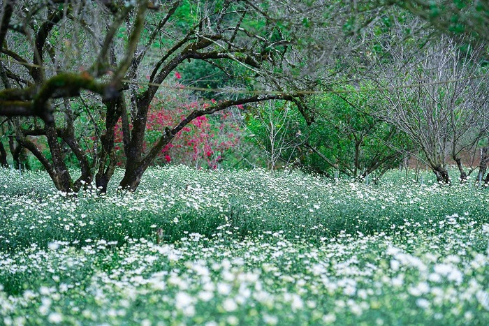 Thung Lũng Rừng Mơ Mộc Châu mang đến một vườn hoa trong veo xinh xắn