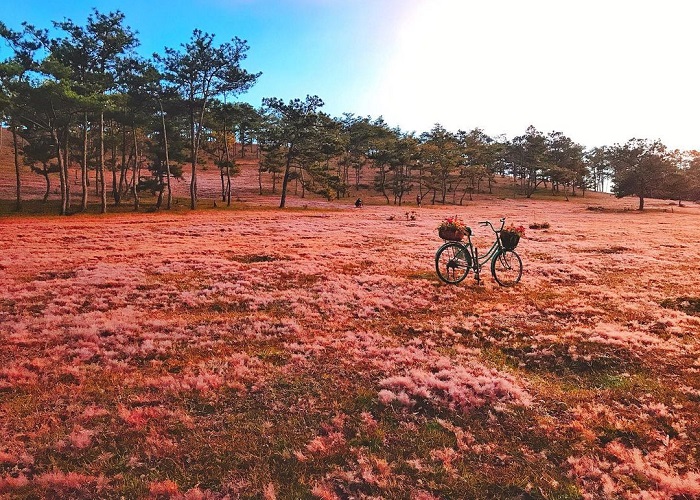 Đà Lạt là nơi thích hợp để ngắm mùa cỏ hồng ở Việt Nam