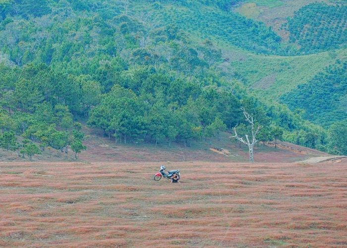 Lạc Dương, Đức Trọng cũng là nơi tuyệt vời để ngắm mùa cỏ hồng ở Việt Nam