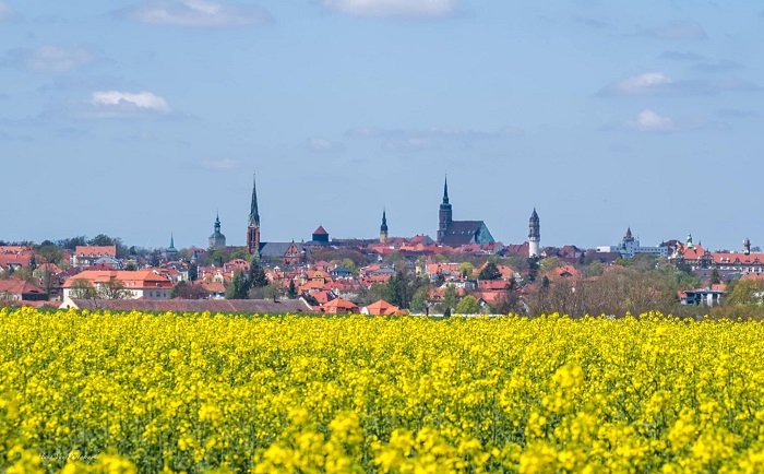 Mùa hoa cải vàng là mùa hoa đẹp ở châu Âu nổi tiếng của Đức