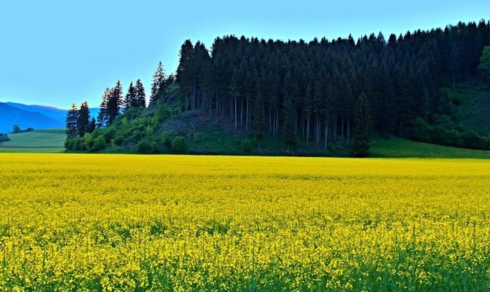Mùa hoa cải vàng là mùa hoa đẹp ở châu Âu mà bạn không thể bỏ qua